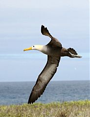 Waved Albatross